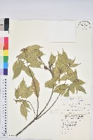 油葉石櫟藏品圖，第1張