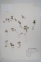 山桔梗藏品圖，第1張