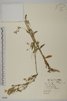 臺灣蠅子草藏品圖，第1張