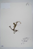 盾果草藏品圖，第1張