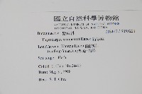 盾果草藏品圖，第2張