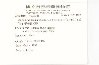 臺灣碎米薺藏品圖，第2張