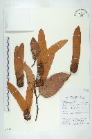 登錄號:S055227藏品圖，第1張