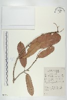 登錄號:S055228藏品圖，第1張