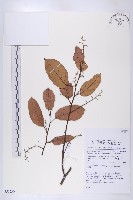 登錄號:S055230藏品圖，第1張