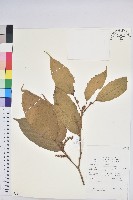 登錄號:S055231藏品圖，第1張