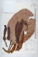 登錄號:S055234藏品圖，第1張