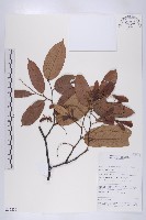 登錄號:S055236藏品圖，第1張