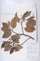 登錄號:S055238藏品圖，第1張