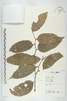 登錄號:S055239藏品圖，第1張