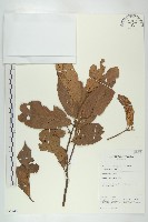 淺紅沙羅雙藏品圖，第1張