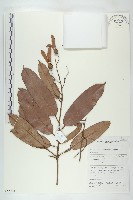 登錄號:S055241藏品圖，第1張