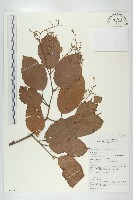 稀花沙羅雙藏品圖，第1張