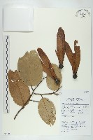 登錄號:S055246藏品圖，第1張