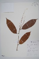 登錄號:S055247藏品圖，第1張