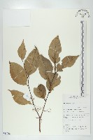 登錄號:S055248藏品圖，第1張