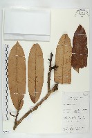 登錄號:S055250藏品圖，第1張