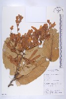 登錄號:S055252藏品圖，第1張