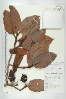 登錄號:S055253藏品圖，第1張