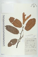 登錄號:S055254藏品圖，第1張