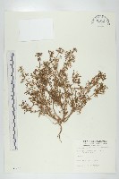 柿寄生藏品圖，第1張