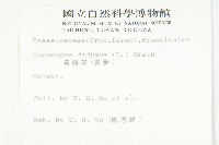 柿寄生藏品圖，第2張