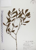 刀葉槲寄生、刀葉桑寄生藏品圖，第1張