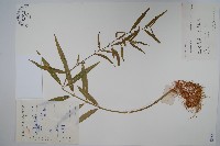 柳葉白前藏品圖，第1張