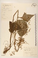 山萵苣藏品圖，第1張