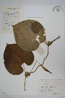 牛皮消藏品圖，第1張