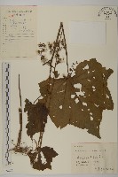 兔兒風蟹藏品圖，第1張