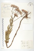 鳳毛菊藏品圖，第1張