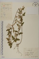 魁蒿藏品圖，第1張