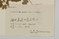 油菊、野菊藏品圖，第3張