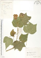 木芙蓉藏品圖，第1張