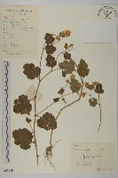 油菊、野菊藏品圖，第1張