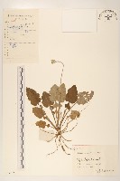 大丁草藏品圖，第1張