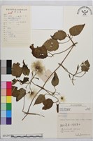 登錄號:S055293藏品圖，第2張