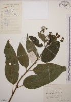 大青藏品圖，第1張