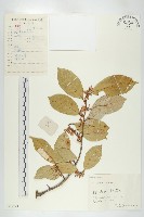 藤胡頹子藏品圖，第1張