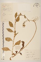 饑荒草藏品圖，第1張