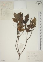 山黃梔藏品圖，第1張