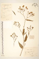 蔓黃菀藏品圖，第1張