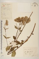 佩蘭、澤蘭藏品圖，第1張