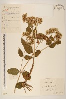 華澤蘭藏品圖，第1張