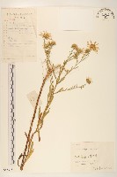 全葉馬蘭藏品圖，第1張