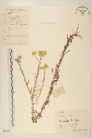 秋鼠麴草藏品圖，第1張