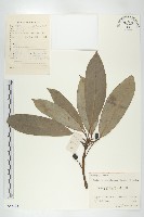 俄氏虎皮楠、蘭嶼虎皮楠、虎皮楠藏品圖，第1張