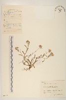 父子草、天青地白藏品圖，第1張