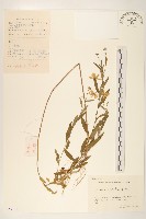 島田氏雞兒腸藏品圖，第1張